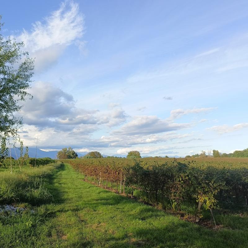 Fotosegnalazione di Fontanelle