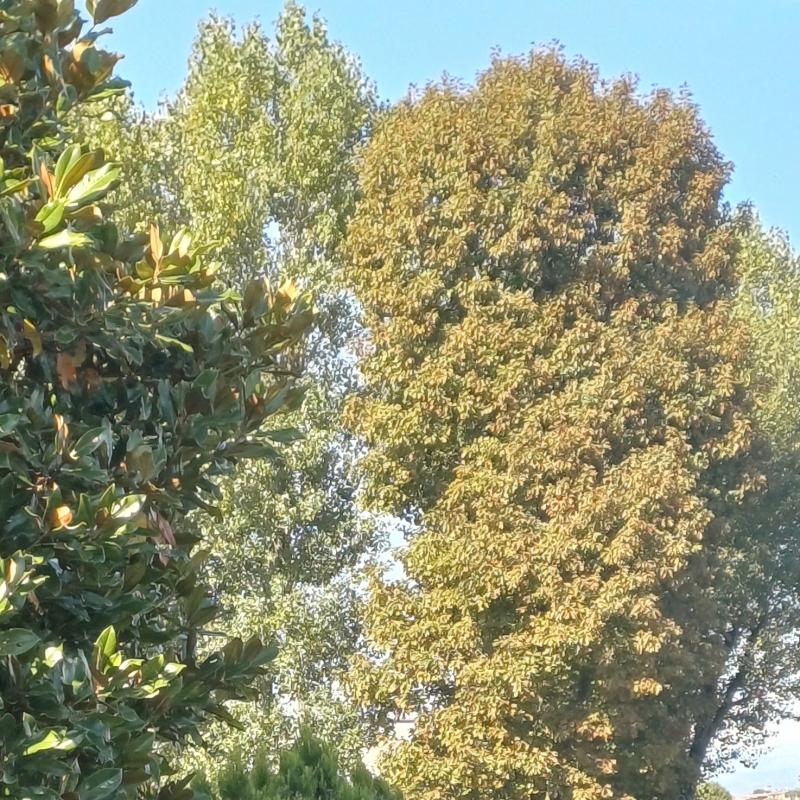 Fotosegnalazione di Solaro
