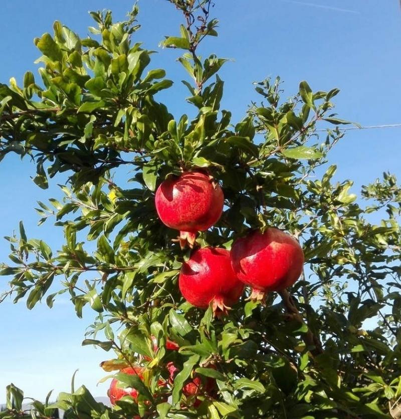 ottobrei melograni sono maturi