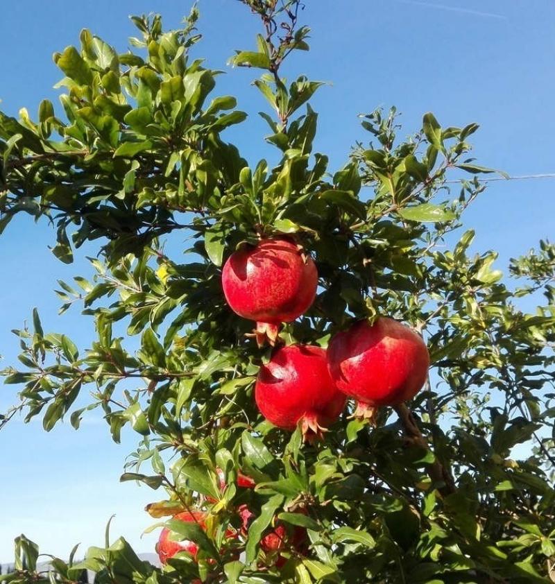 ottobre melograni maturi