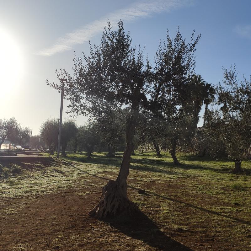 Fotosegnalazione di Altamura