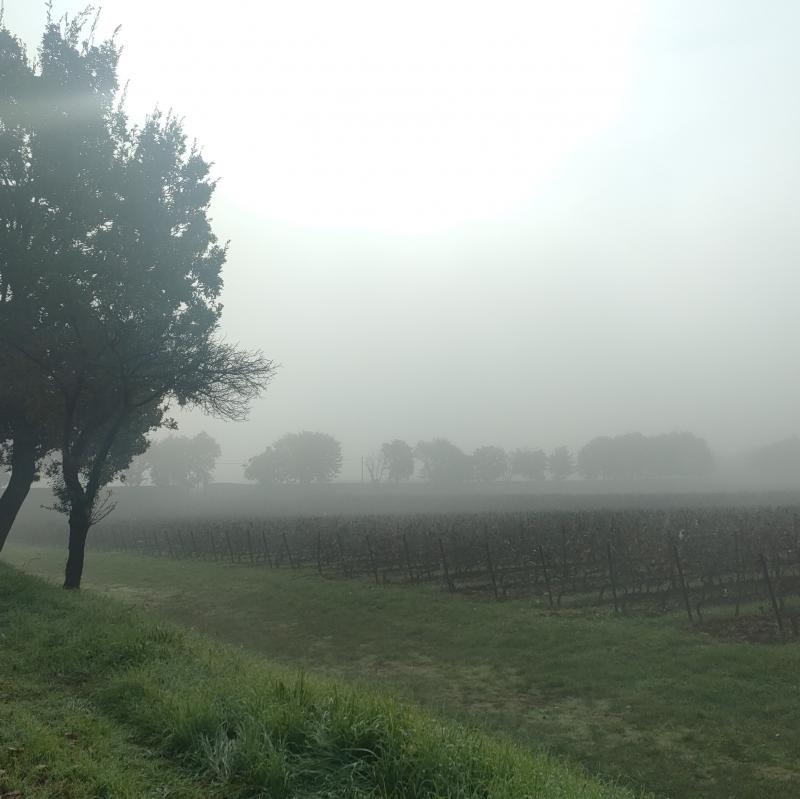 Nebbia novembrina