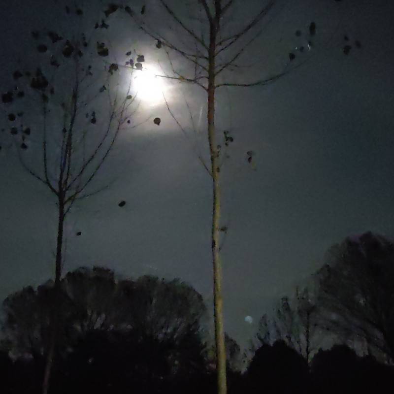 Luna tra gli alberi....