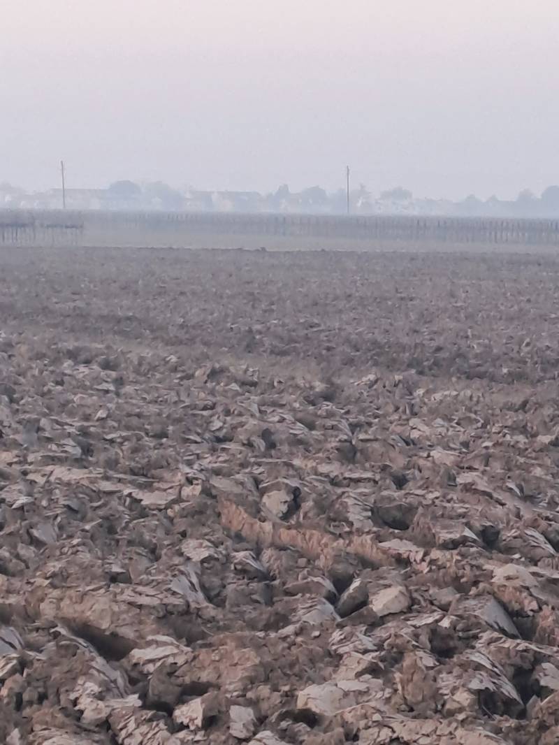 campagna veneta con la foschia