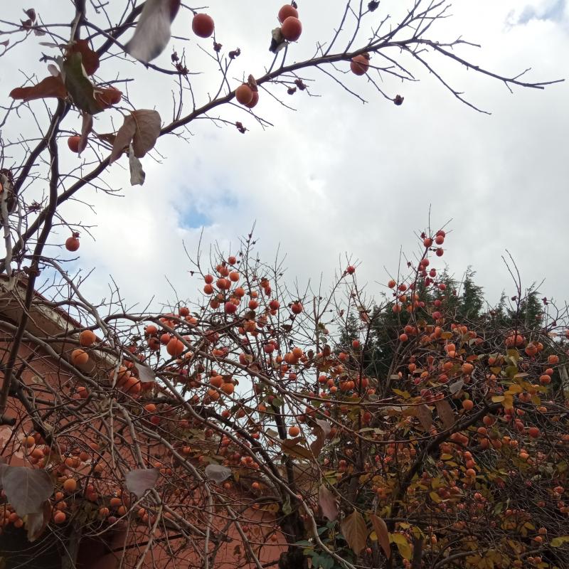 Fotosegnalazione di Palombara sabina
