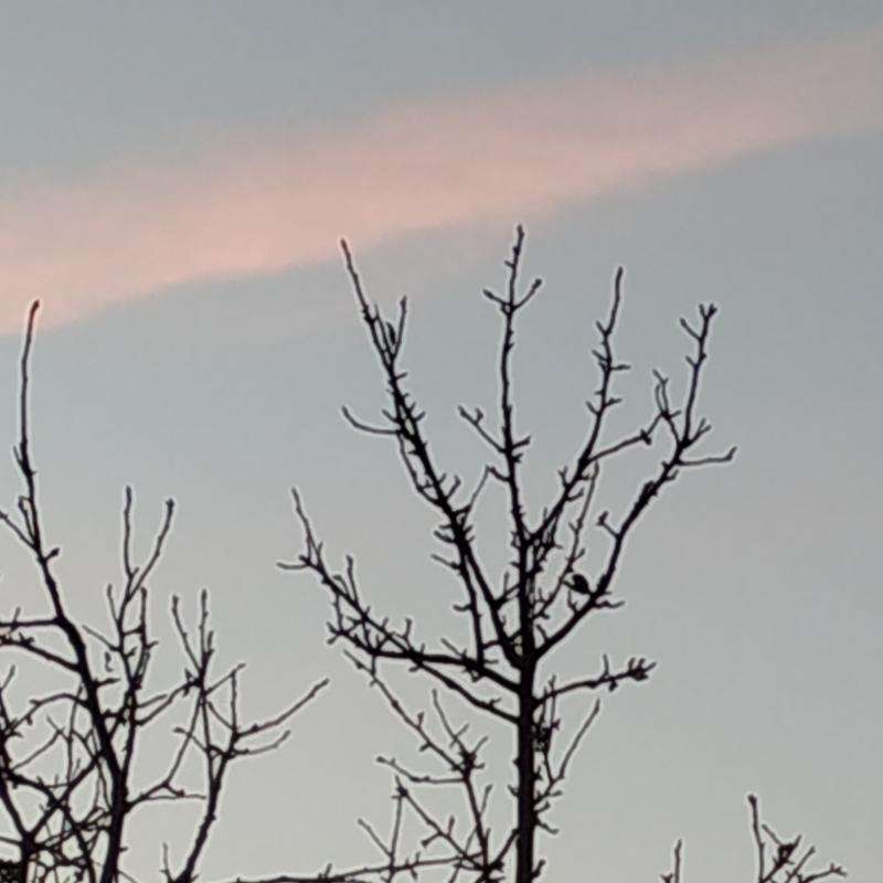 Fotosegnalazione di Gorla minore