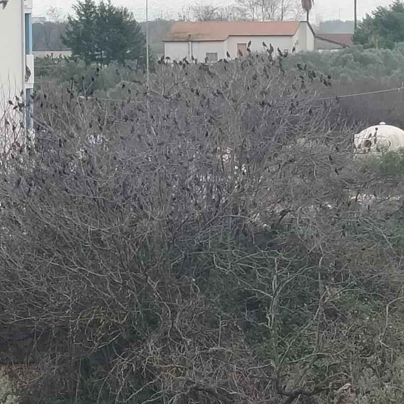 Fotosegnalazione di Vasto
