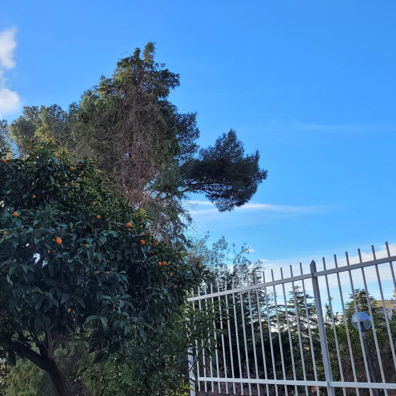 Fotosegnalazione di Albissola marina