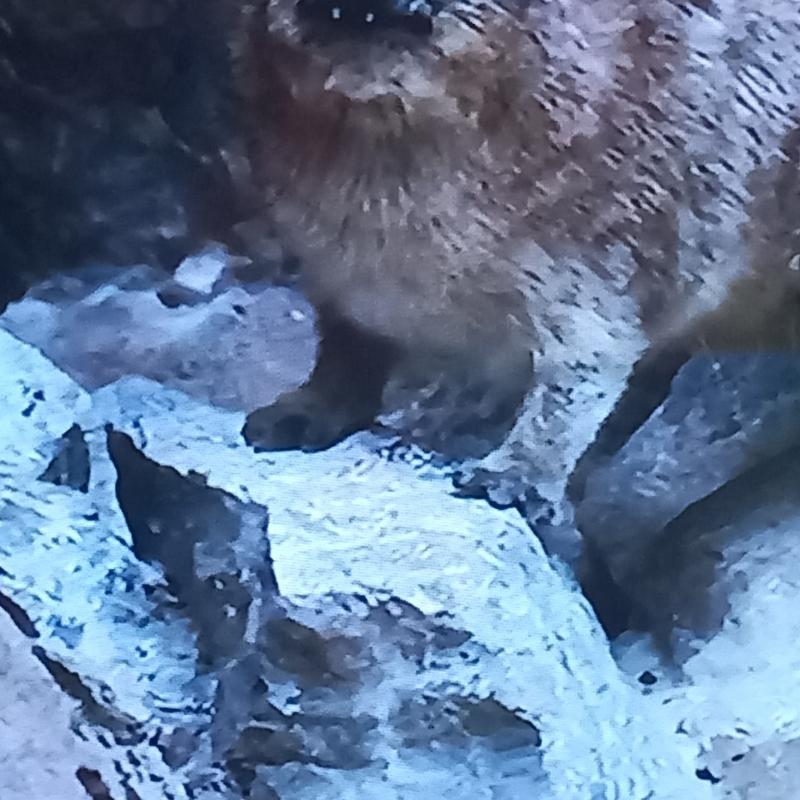 Fotosegnalazione di Cerignola