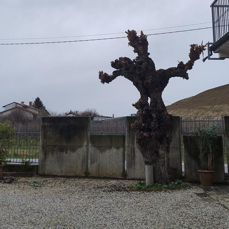 Fotosegnalazione di Gorizia lucinico