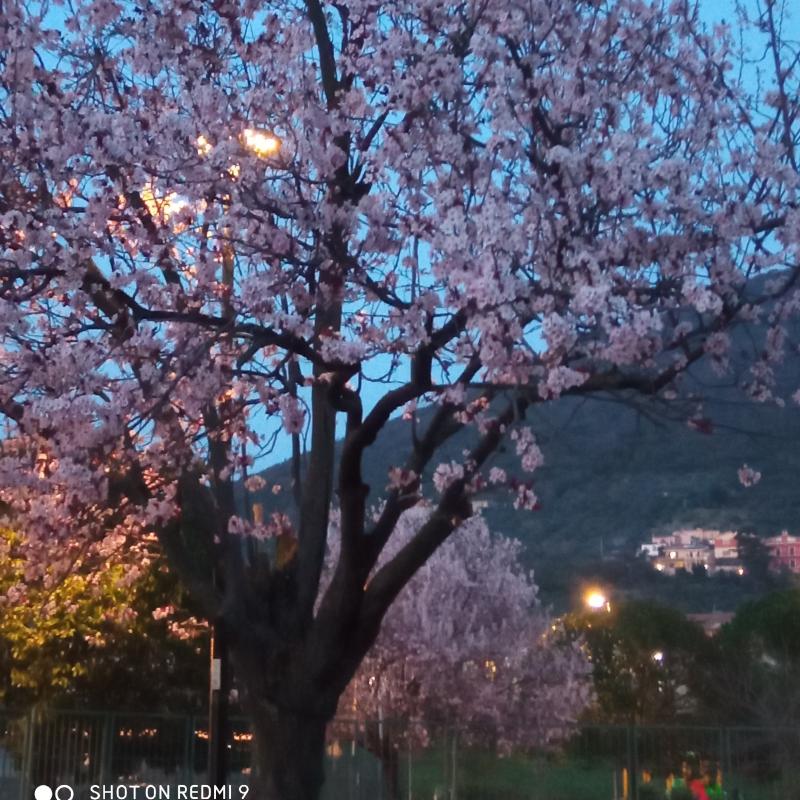 Fotosegnalazione di Palombara sabina