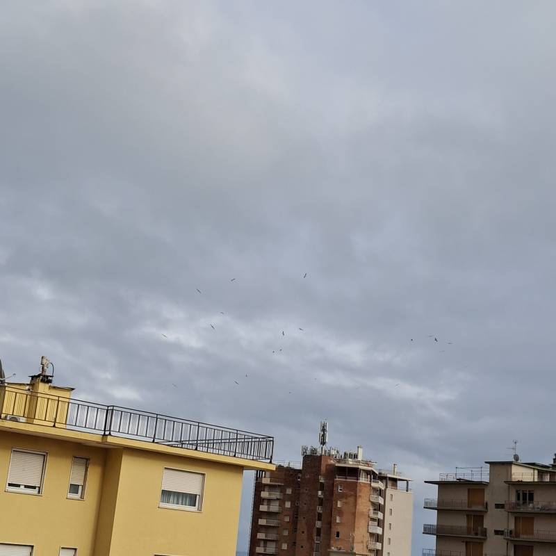 Fotosegnalazione di Arma di taggia
