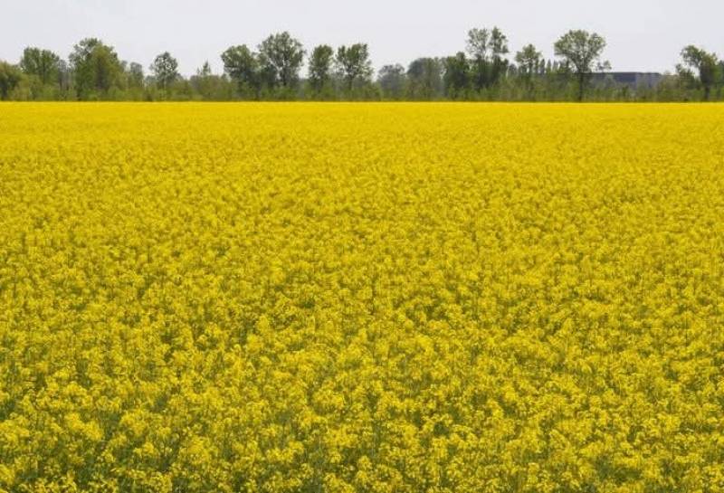 campi di colza in restera