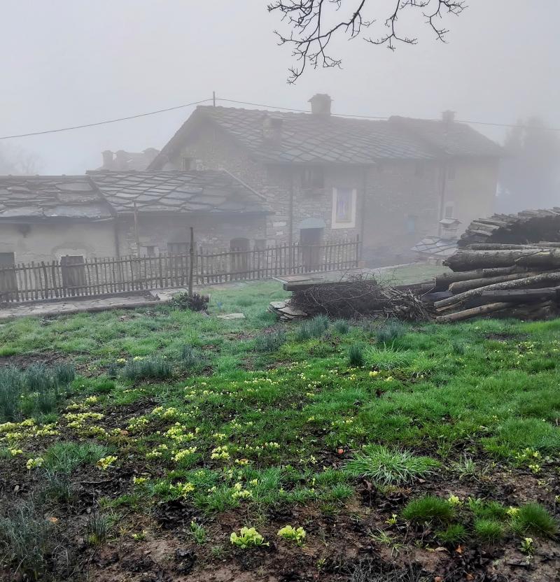 giocano a nascondino le primule aspettando la primavera