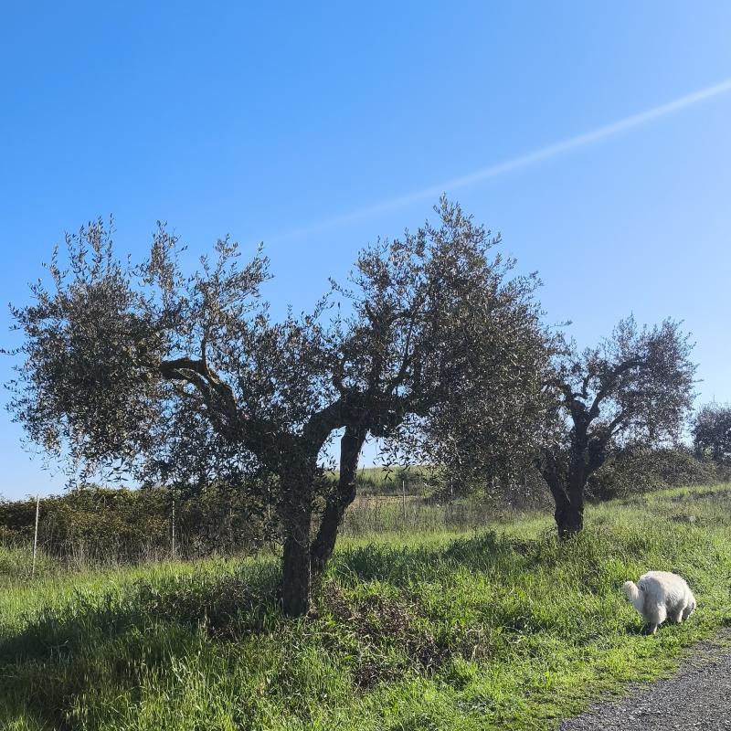 Fotosegnalazione di Roma casalotti