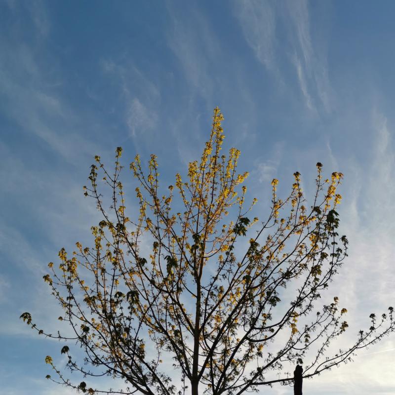Il 2 albero