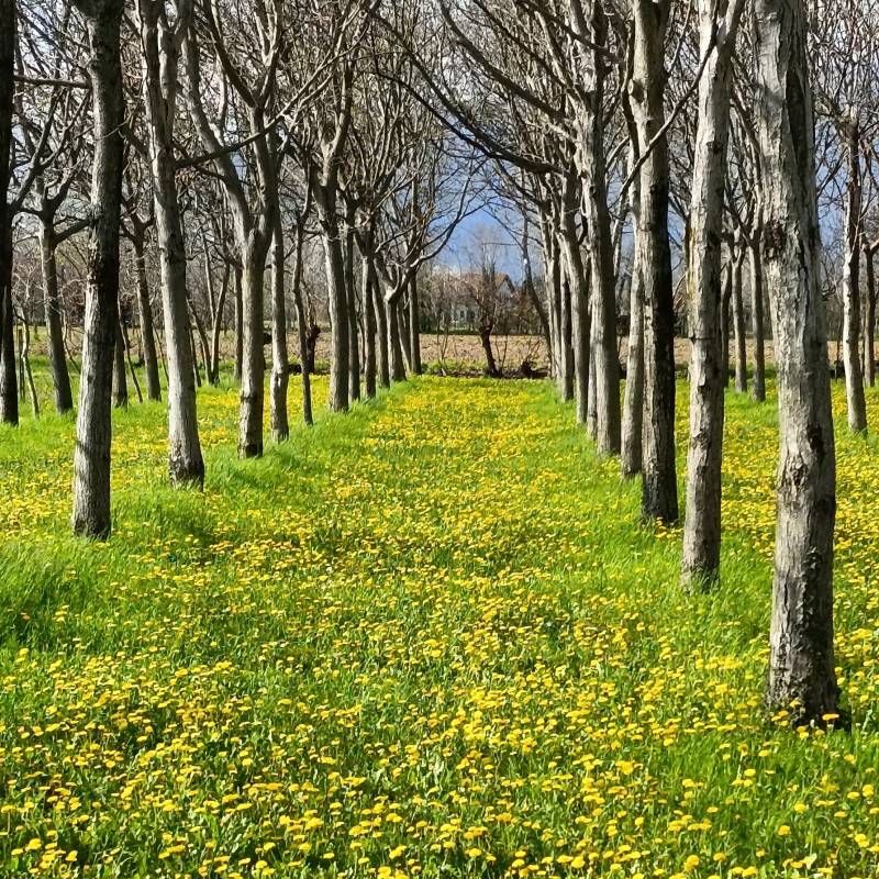 Fotosegnalazione di San zenone degli ezzelini