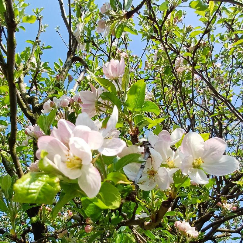 fiori di melo