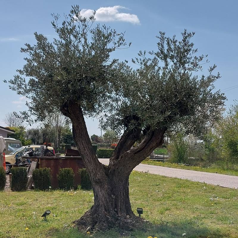 Fotosegnalazione di Riese pio x