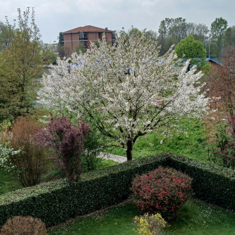 Ciliegio fiorito parco grande torino
