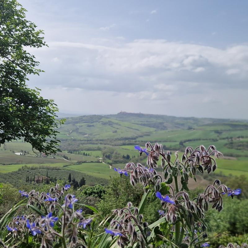 Fotosegnalazione di Pienza