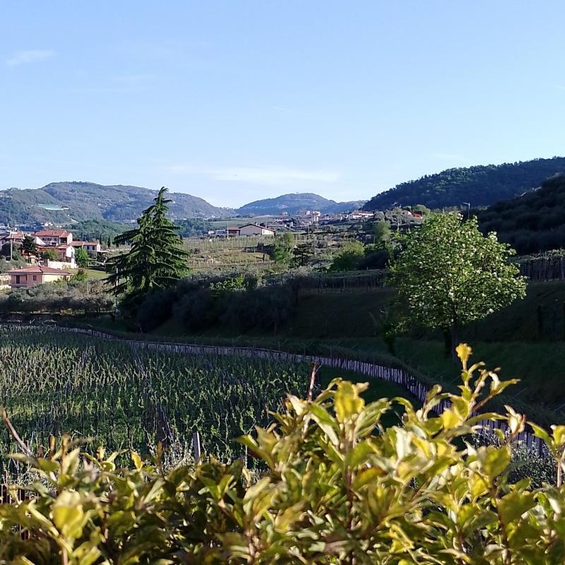 Fotosegnalazione di Negrar