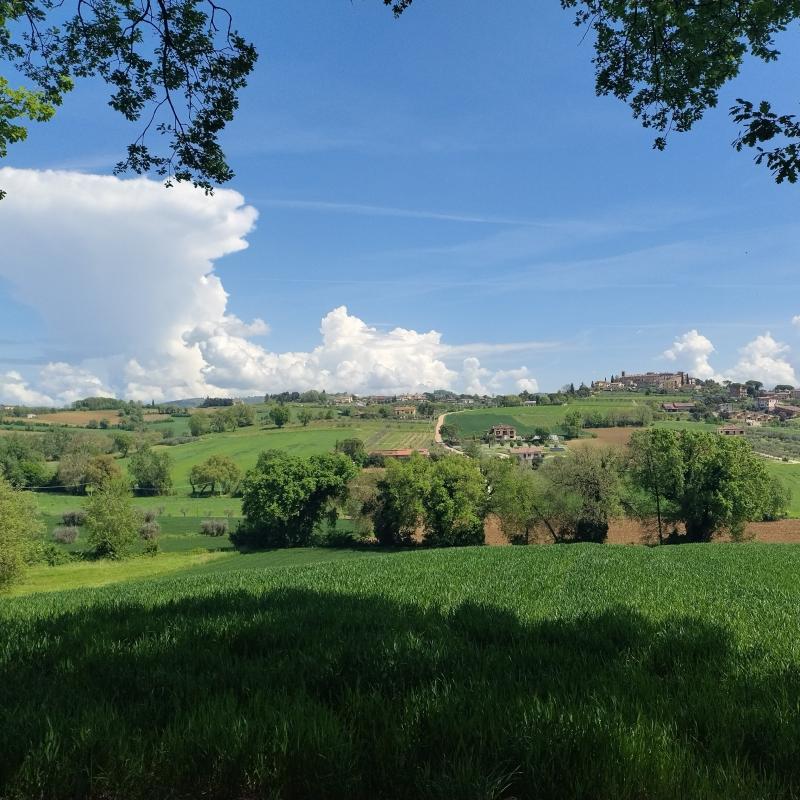 Vista di ripa dal bosco sottostante