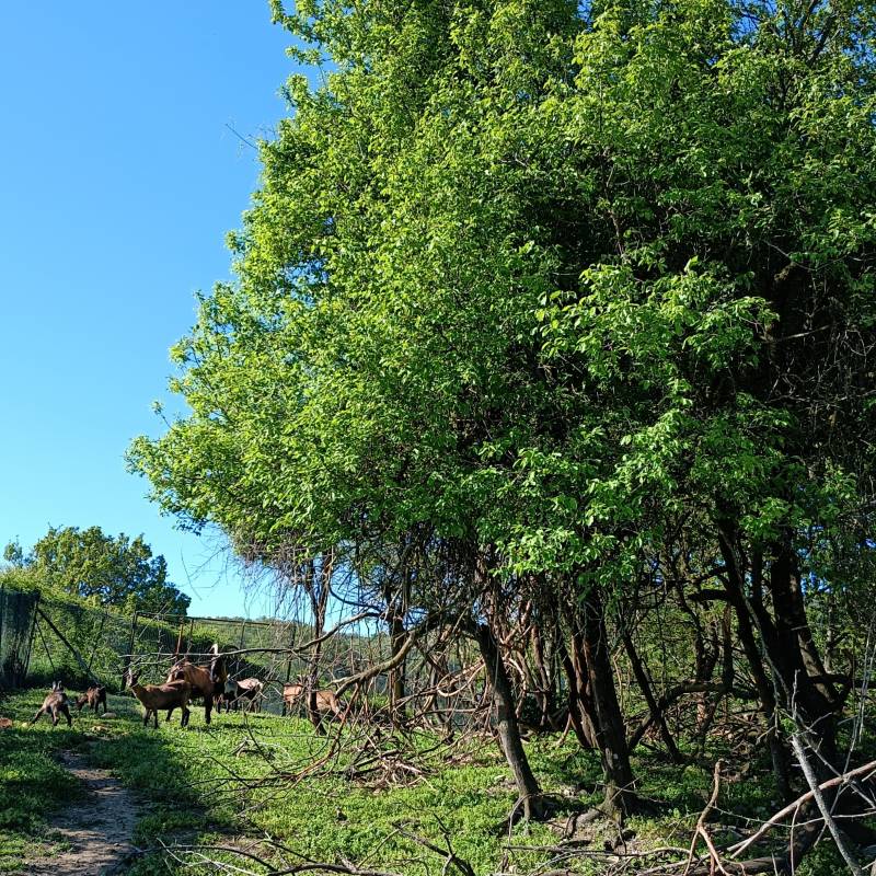 Fotosegnalazione di Pellegrino parmense