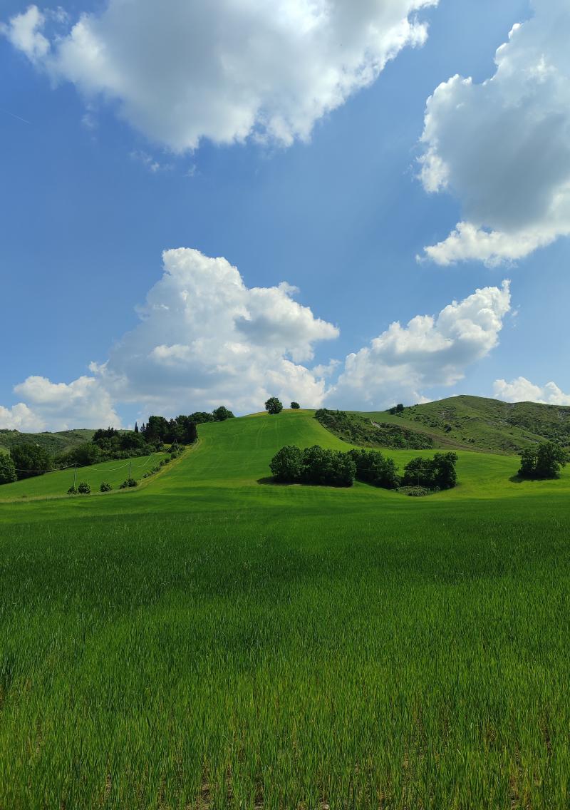 le verdi colline di Casalfiumanese