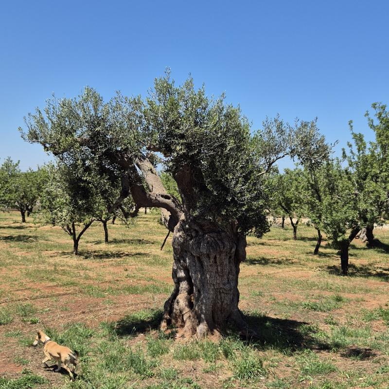 Fotosegnalazione di Carovigno