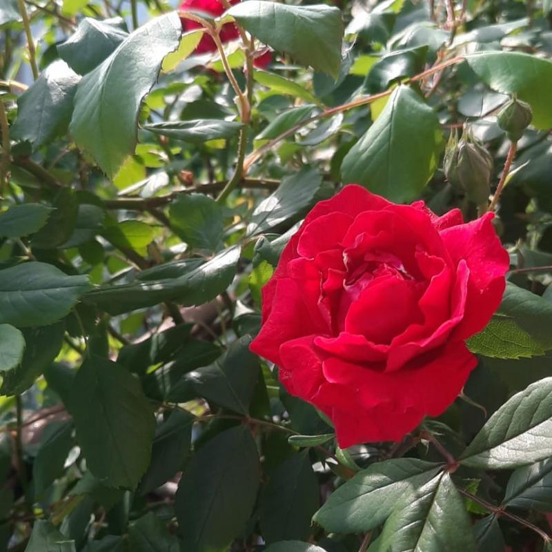 rose rosse...per te