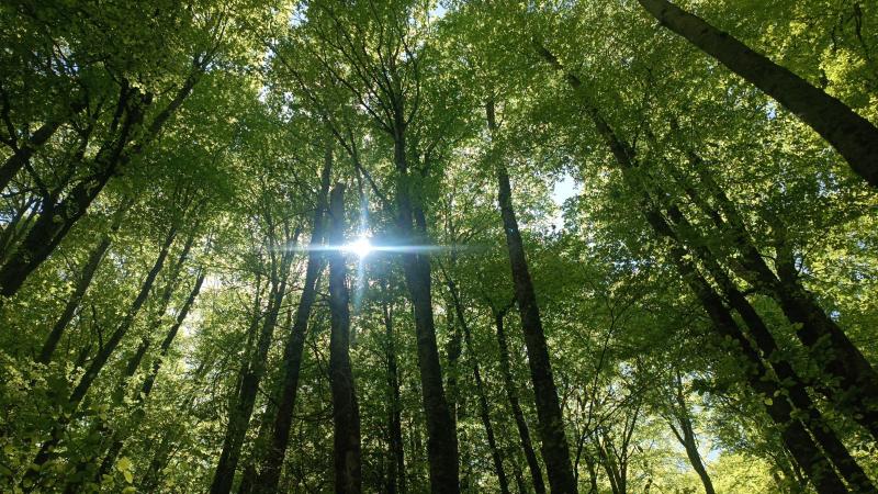 foreste del parco nazionale della sila by gianluca congi