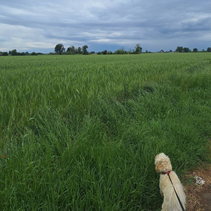 Fotosegnalazione di Torre de' picenardi
