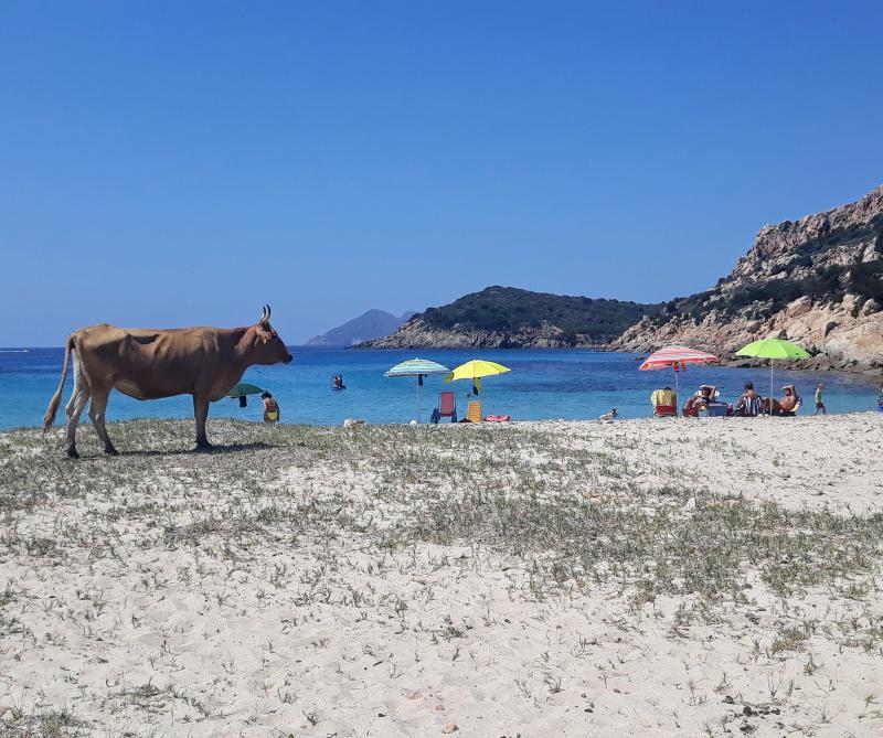 spiaggia con le mucche