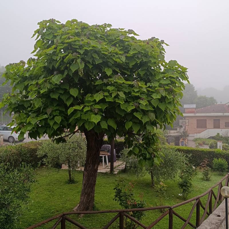 Fotosegnalazione di Castelnuovo berardenga