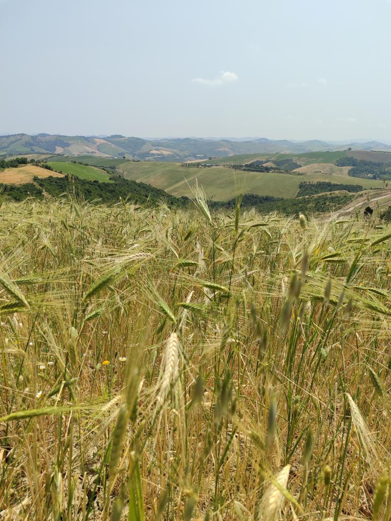 il grano e' gia' maturo