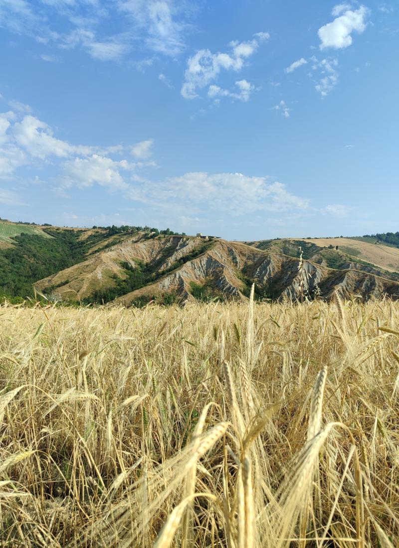 il grano e' gia' maturo