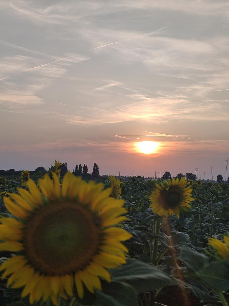 tramonto tra i girasoli.