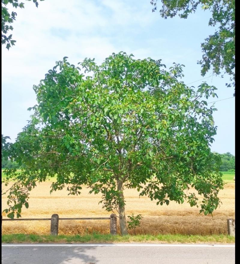 albero solitario . i miei attimi speciali adry