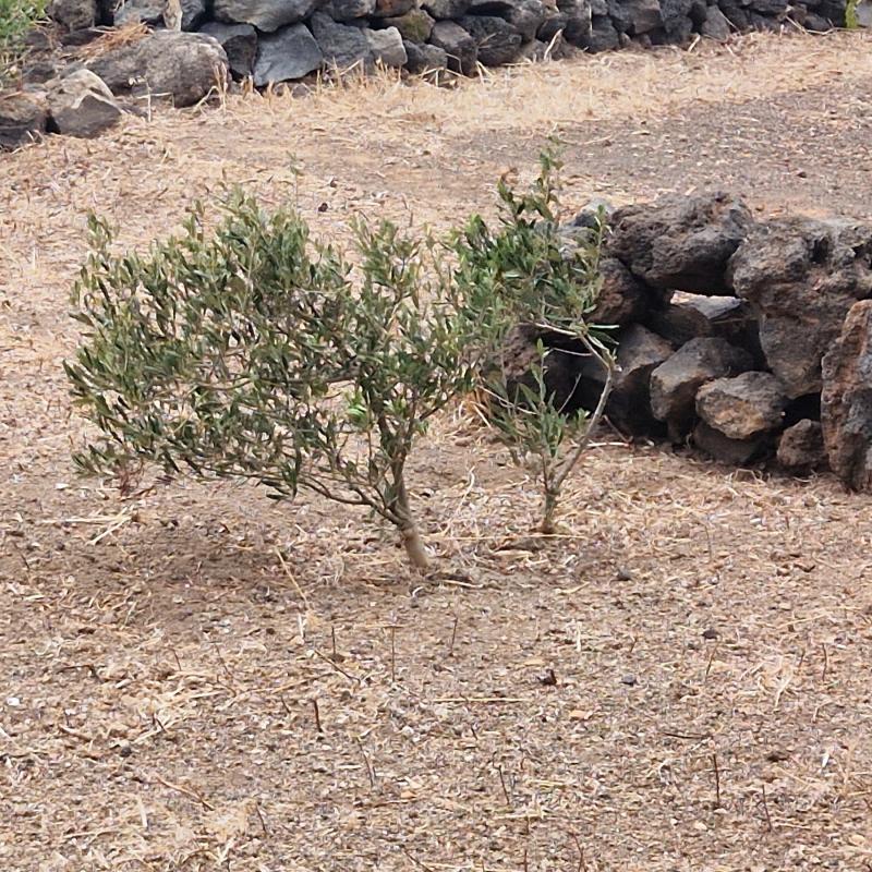 Fotosegnalazione di Pantelleria