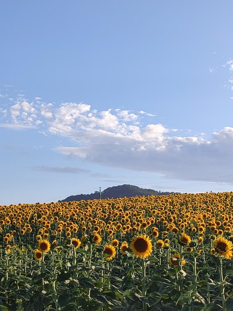 bellissimo campo di girasoli