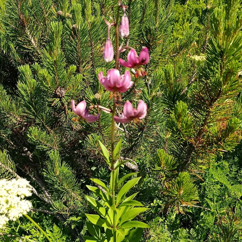 meravigliosa natura a Crevacol luglio 2025