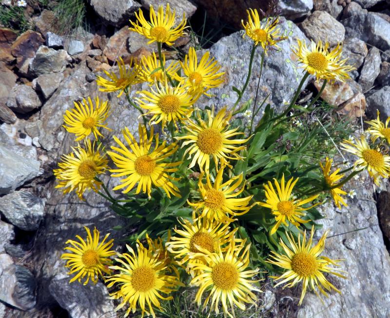 doronico del granito