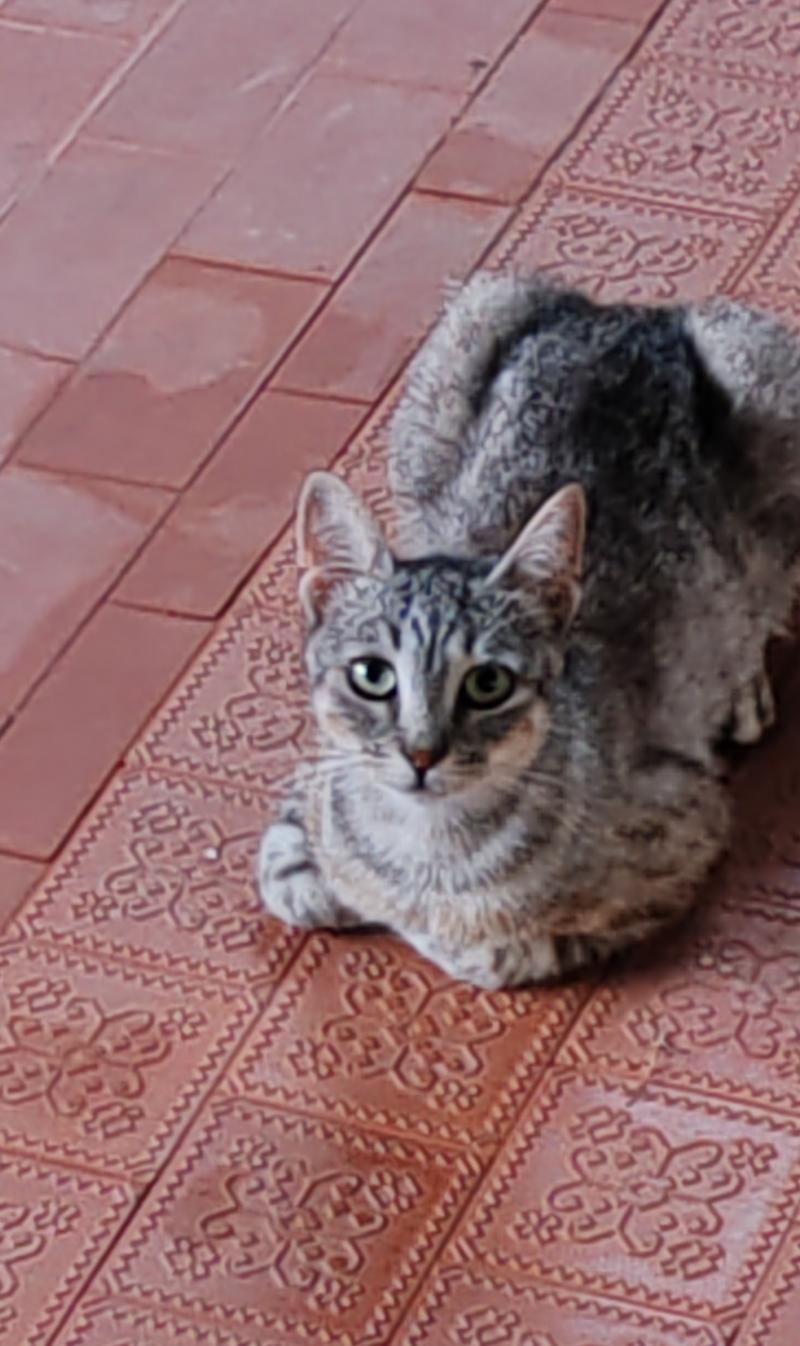 micio micio