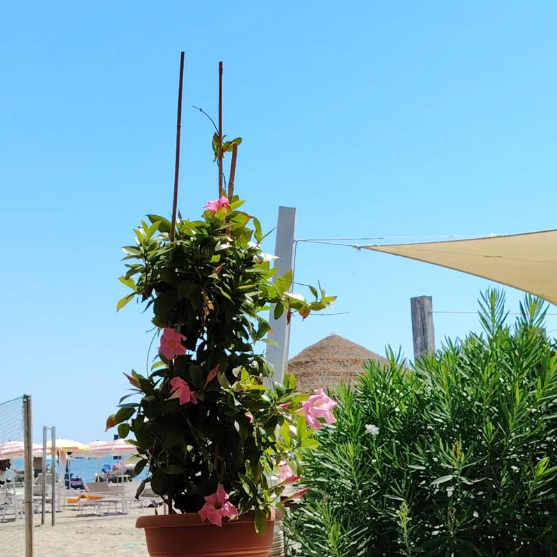 Fotosegnalazione di Ravenna del mare