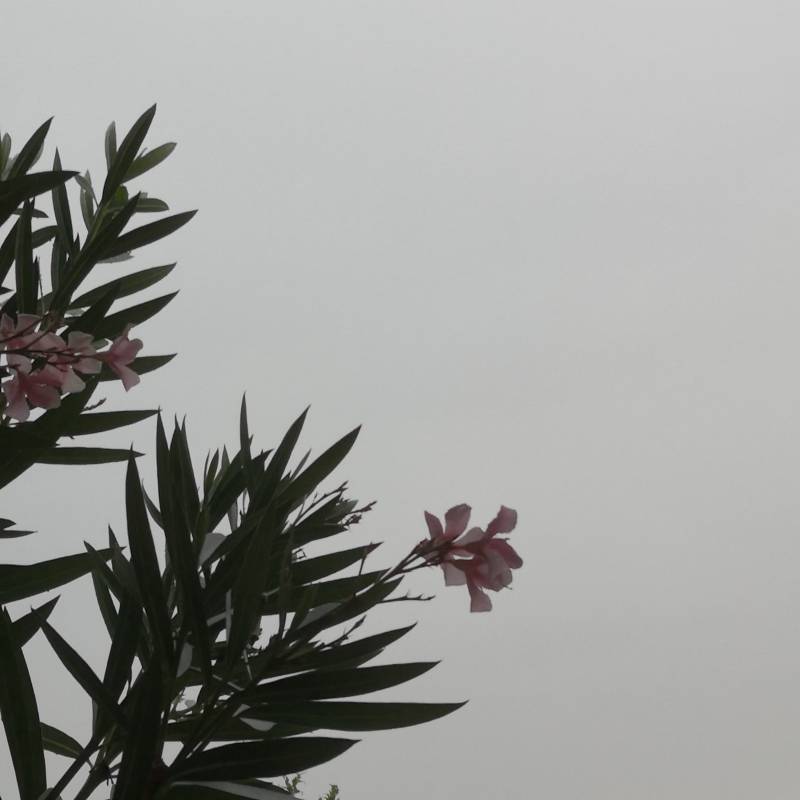 Fotosegnalazione di La salute di livenza