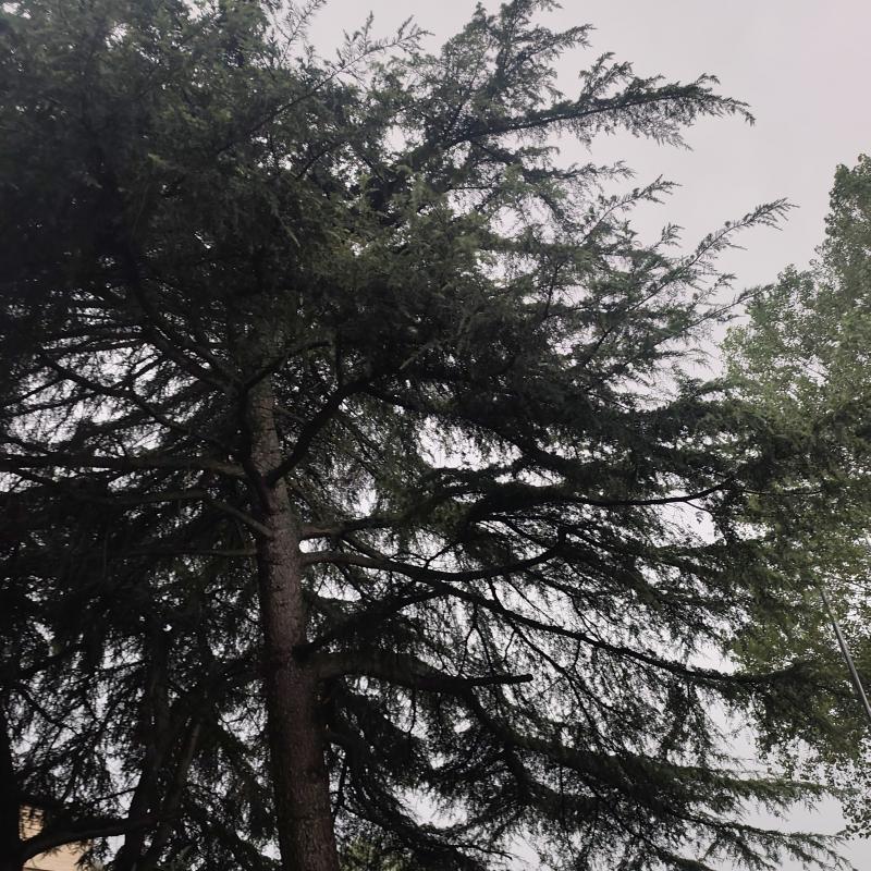 Fotosegnalazione di Ravenna centro