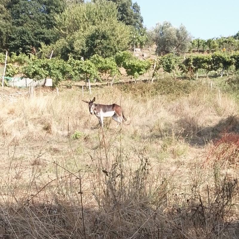 Fotosegnalazione di Nocera terinese