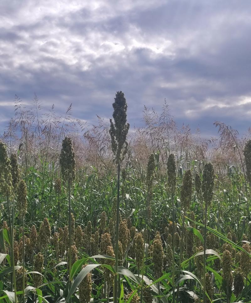 Campo di sorgo a Tavagnacco. i miei attimi speciali Adry