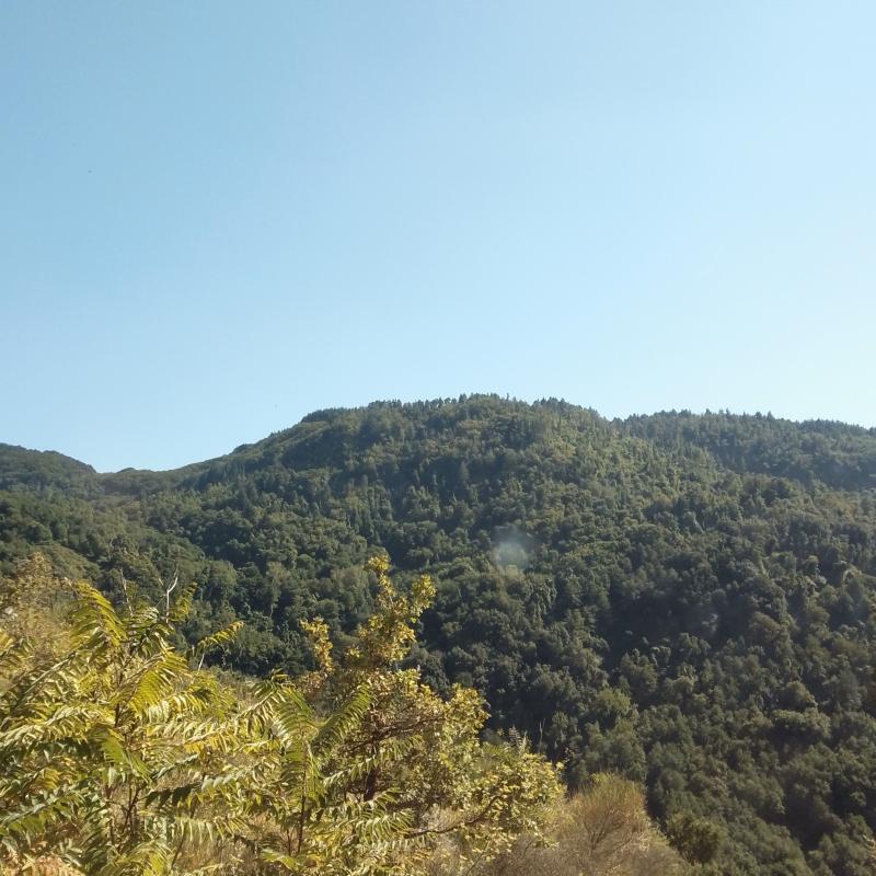 Fotosegnalazione di Nocera terinese